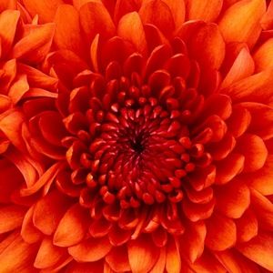 Meet your Posher, Lanisa